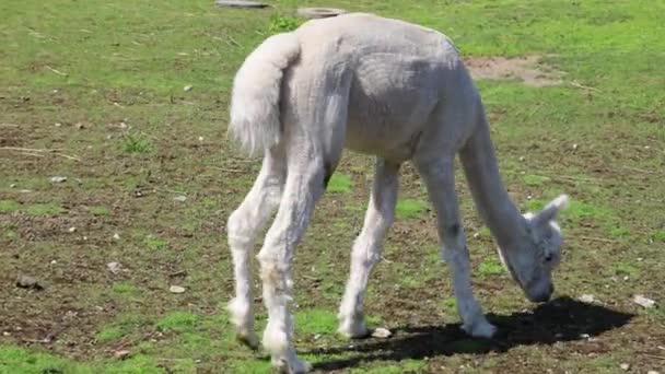 Cute Alpaca Grazing Grass Video — Stock Video