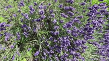 Bahçede yetişen güzel mor lavanta çiçekleri 
