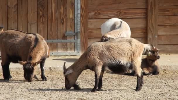 Goats Pen Video — Video