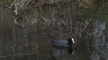 Su tavuğu gölette yüzüyor.