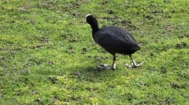 Yeşil çimlerin üzerinde su tavuğu, video 