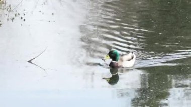 Ördek gölette yüzüyor.