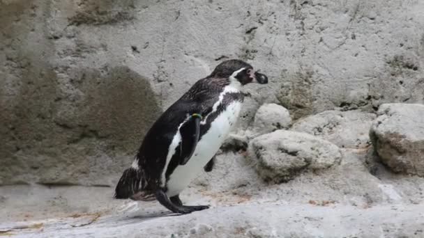 企鹅在他的动物园圈里 — 图库视频影像