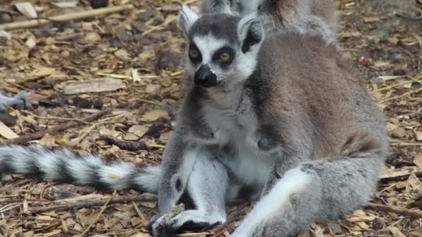 Yüzük Kuyruklu Lemur Yerde — Stok video