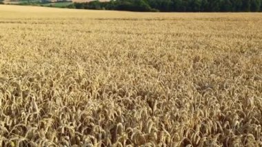 Yazın bir buğday tarlası, video 