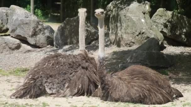 Dos Avestruces Emu Descansando Parque — Vídeo de stock