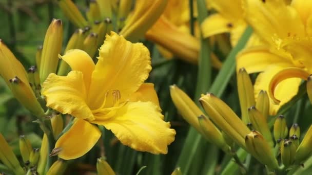 Pěstování Žluté Lilie Květiny Video — Stock video