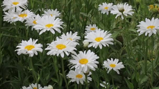 Krásné Bílé Heřmánku Květiny Rostoucí Zahradě — Stock video