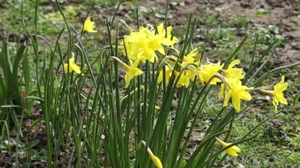 Narcissus Close Daffodil Narcissus Jonquilla Plants Species Amaryliaceae Family — стокове відео