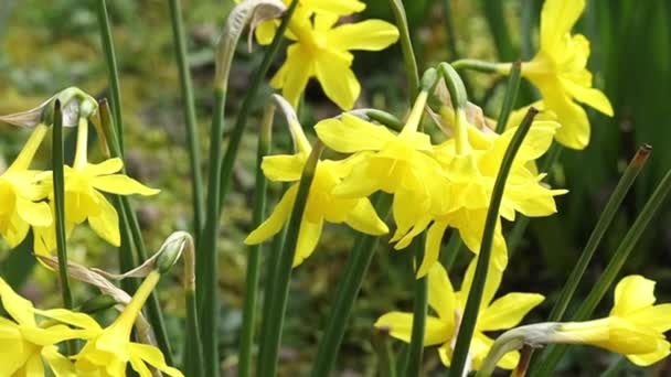 Narcissus Close Daffodil Narcissus Jonquilla Plants Species Amaryliaceae Family — стокове відео