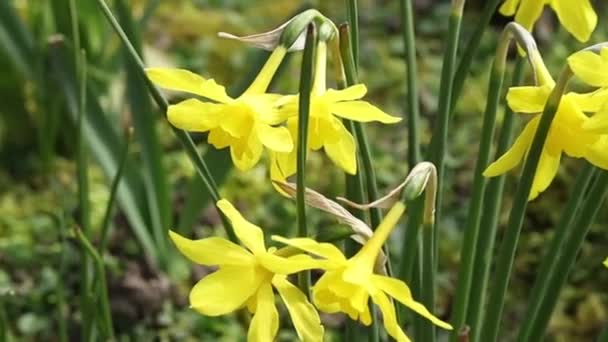 Narcissus Detail Rostlinných Druhů Narcisu Narcissus Jonquilla Čeledi Amaryliaceae — Stock video