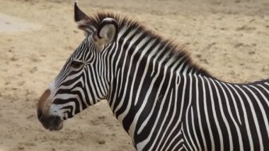 Bir hayvan parkında zebra