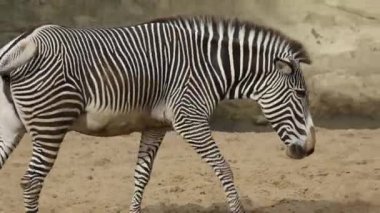 Bir hayvan parkında zebra