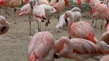 Suda duran flamingolar, video