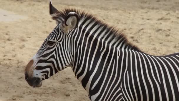 Zebra Egy Állatparkban — Stock videók
