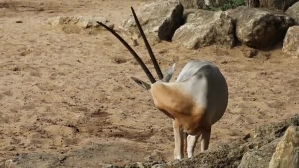 Oryx Scimitar Ένα Πάρκο — Αρχείο Βίντεο