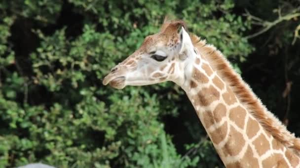 Giraffe Tierpark — Stockvideo