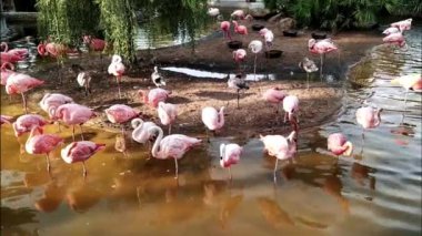 Suda duran flamingolar, video