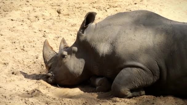 Ρινόκερος Ξαπλωμένος Στην Άμμο — Αρχείο Βίντεο