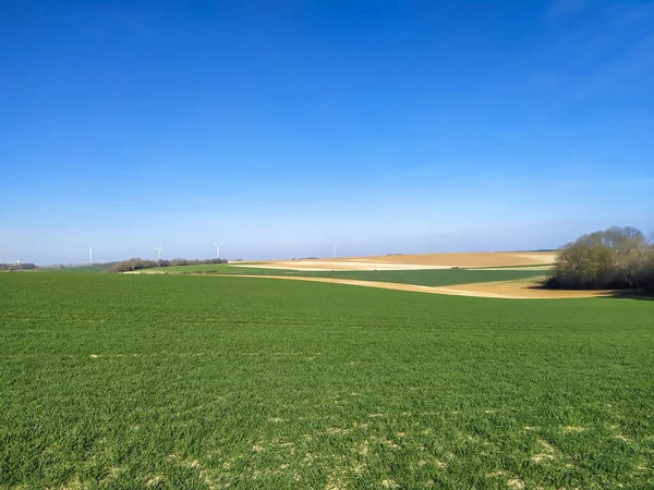 Зеленое Поле Фермы Чистое Голубое Небо — стоковое фото