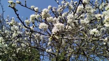 Pembe çiçekli elma dalları, video 