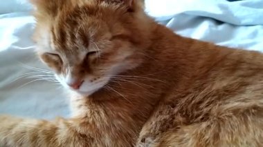 kırmızı kedi yatakta.