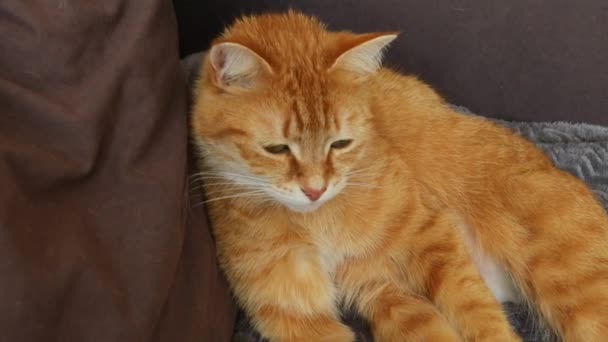 Gatto Rosso Sul Letto — Video Stock