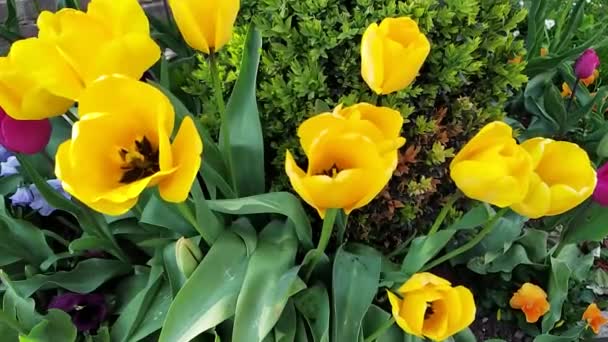 Mooie Gele Tulpen Groeien Tuin — Stockvideo