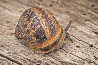 Tahta bir arka planda bir salyangoz yakın