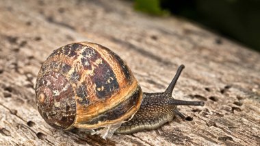 Tahta bir arka planda bir salyangoz yakın