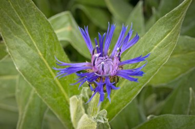 Yıldız devedikeni centaureas dikenli mor çiçek