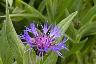 Yıldız devedikeni centaureas dikenli mor çiçek