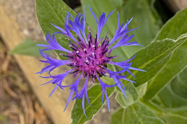 Звезда Чертополоха Кентавра Шипистый Фиолетовый Цветок — стоковое фото