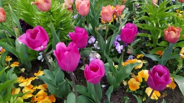 Mooie Kleurrijke Tulpen Groeien Tuin — Stockvideo