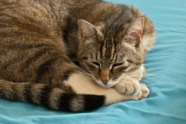 Gato Dormindo Uma Cama — Fotografia de Stock