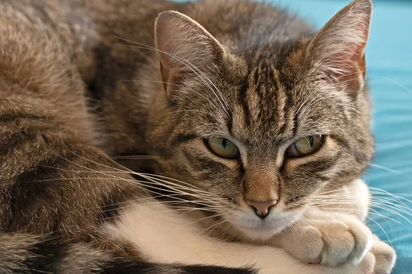 Niedliche Gestromte Katze Auf Einem Bett — Stockfoto