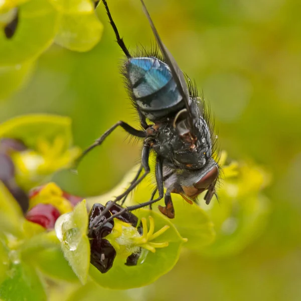 Yaprağın Üzerindeki Sineğin Makro Görüntüsü — Stok fotoğraf