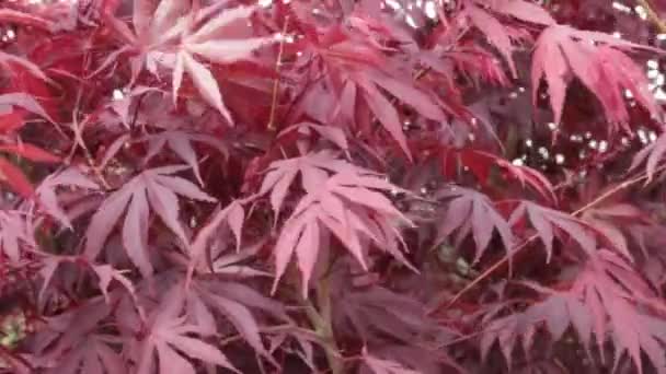 Feuilles Rouges Buisson Gros Plan — Video