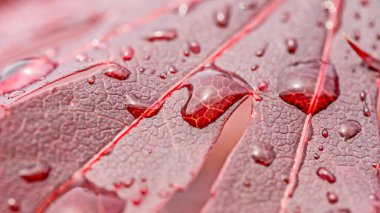 Kırmızı bir yaprağın üzerinde birkaç damla su