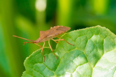 kahverengi böcek bir yaprak üzerinde yakın plan