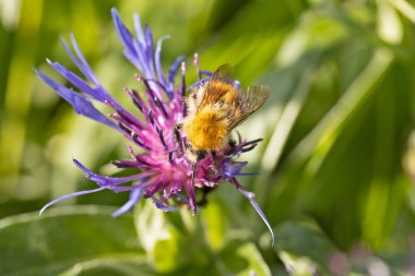 Yıldız devedikeni çiçeğinin üzerindeki yabanarısı.