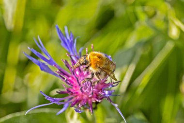 Yıldız devedikeni çiçeğinin üzerindeki yabanarısı.