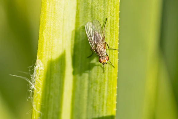 Visão Macro Uma Mosca Uma Folha — Fotografia de Stock