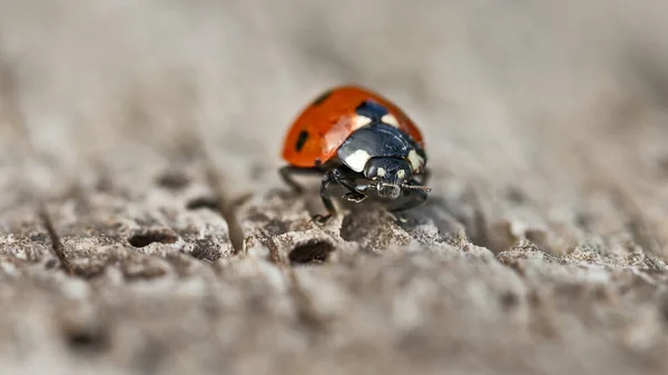 Coccinelle Sur Tronc Arbre Fermer — Photo