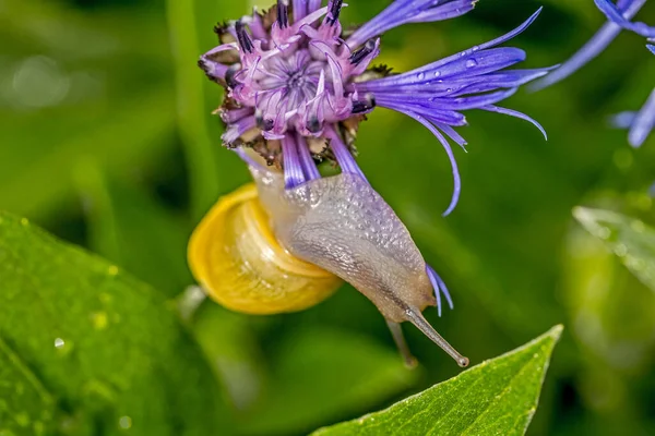 Escargot Accroché Une Fleur — Photo