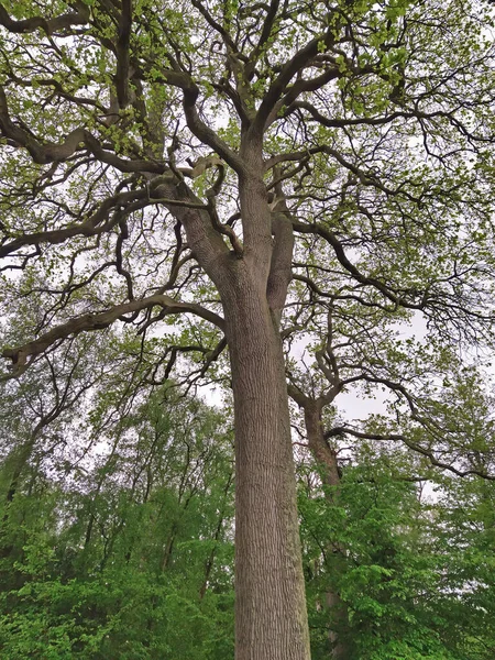 Grande Albero Una Foresta — Foto Stock