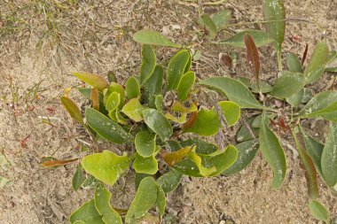 Authie Körfezi 'ndeki kumlu topraklarda bitki örtüsü