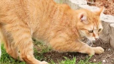 Çimenlikte kedi avı