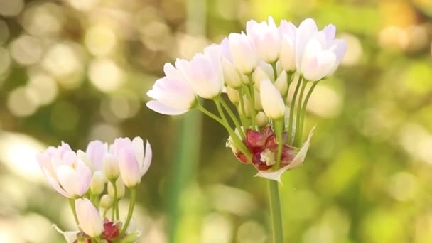 Bunga Putih Kecil Rosygarlic Pada Tutup — Stok Video