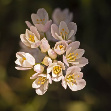 Küçük beyaz çiçekler (Rosysarlic) yakın plan